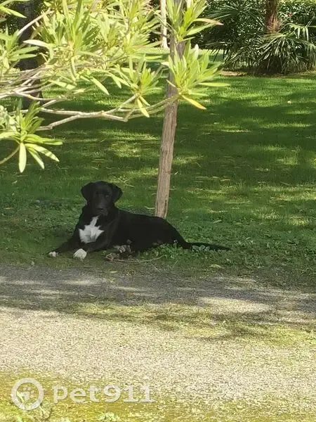 Chien noir trouvé près du lac du Louet - photo
