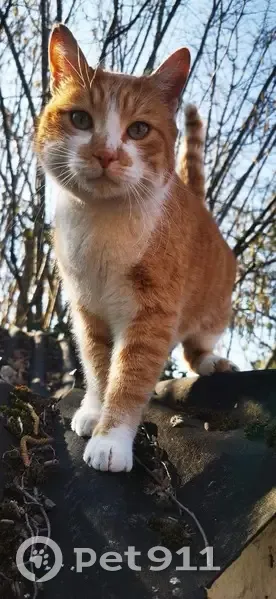 Freddy, chat roux et blanc perdu à Bellevigne - photo