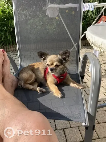 Chihuahua fauve perdue à Montmorency - photo