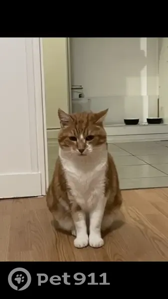Chat roux perdu à Nîmes après déménagement - photo