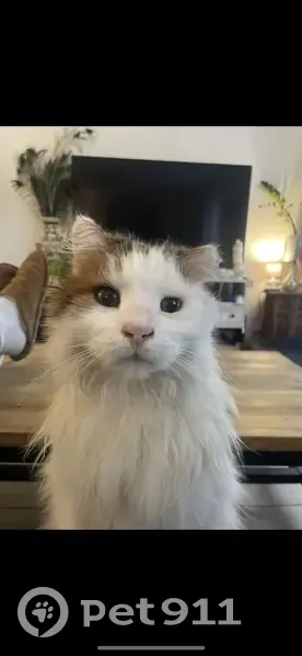 Chat blanc perdu à La Barben - photo