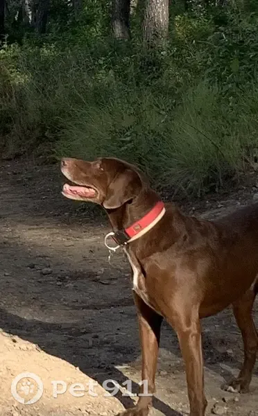 Chien chocolat blessé perdu à Sanary-sur-Mer - photo