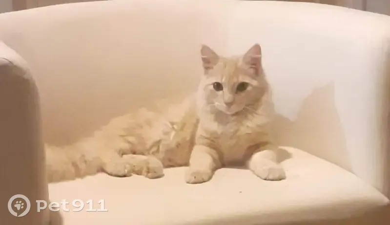 Chat crème disparu à Amboise - photo