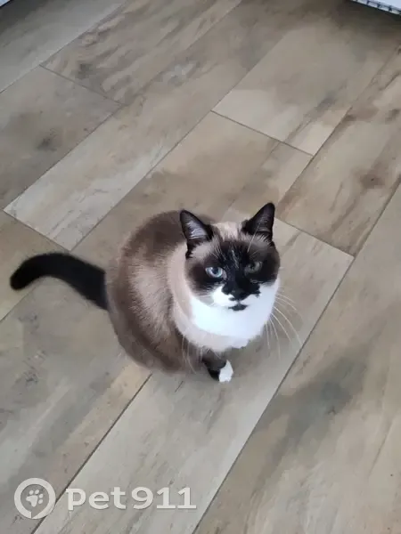 Chat femelle disparue à Quimper - photo