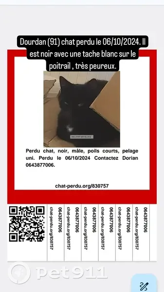 Chat noir perdu, Dourdan, rue des Boucheries - photo
