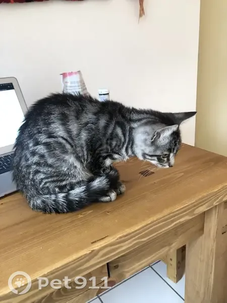 Chat tigré trouvé à Annecy, affectueux - photo