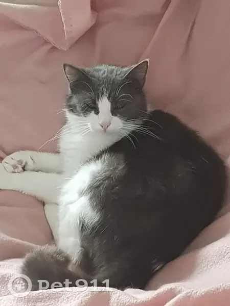 Recherche chatte blanche et bleu merle - photo
