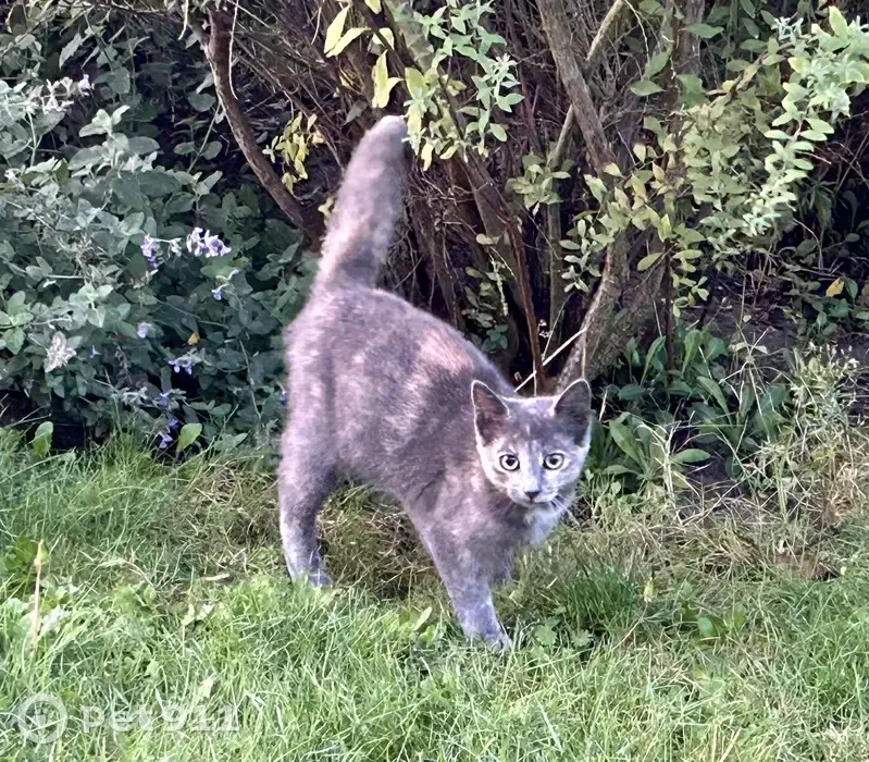 Chaton trouvé, 2 mois, Route de Nozay - photo