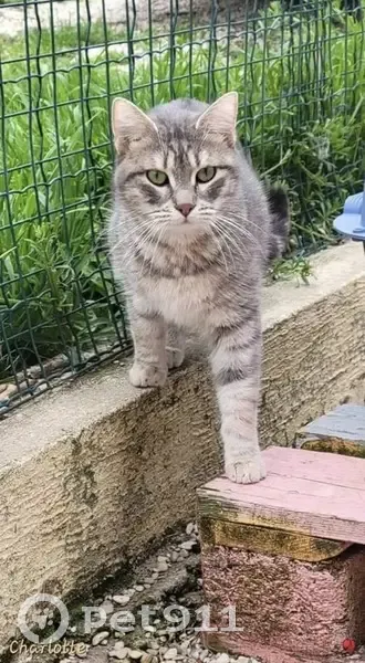 Chatte grise disparue Rue Gilbert Rey - photo