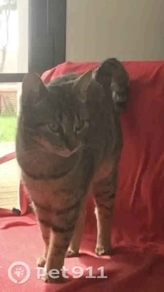 Chatte menue disparue à Lagord - photo