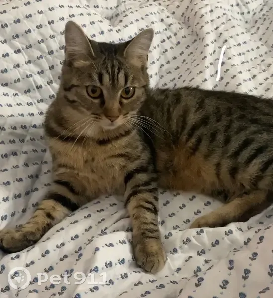 Chat tigré disparu à Osny mardi soir - photo