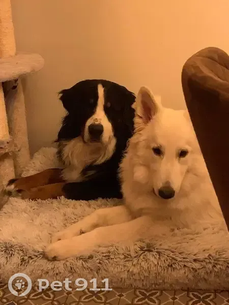 Chiens perdus à Naves : Sven et Togo - photo