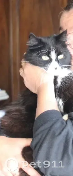 Chatte noire et blanche perdue à Pollionnay - photo