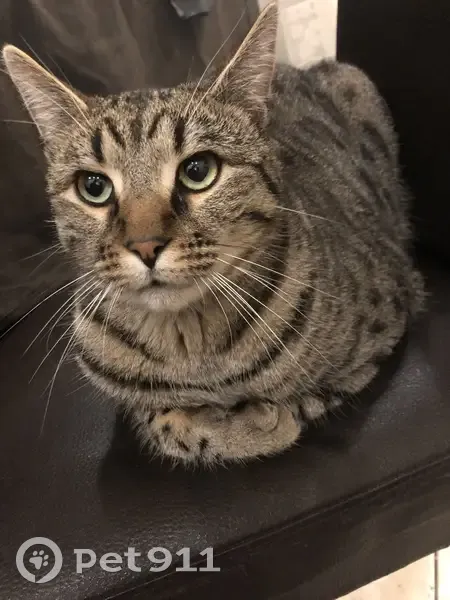 Chat perdu après vétérinaire, Sartrouville - photo