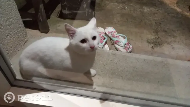 Chaton blanc sociable trouvé à Mutrécy - photo