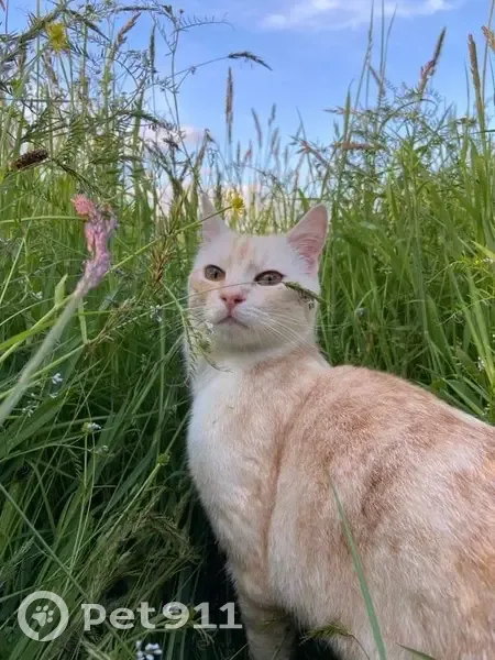 Chat mâle 1 an perdu à Longuenée-en-Anjou - photo