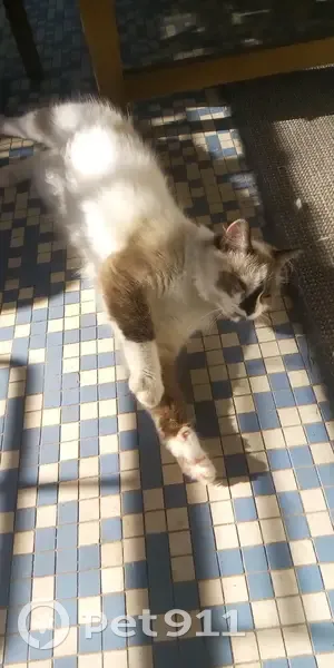 Chat trouvé : cherche foyer urgent, Castelsarrasin - photo