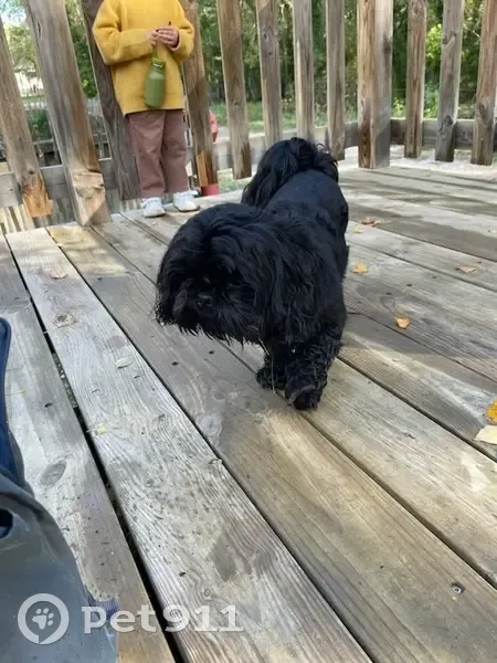 Chien trouvé au parc, nommé Tao, 2 ans - photo
