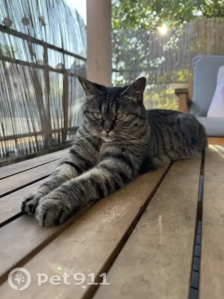 Chatte tigrée disparue à Metz - photo