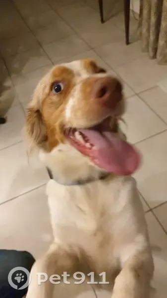 Chienne berger australien perdue à Availles - photo