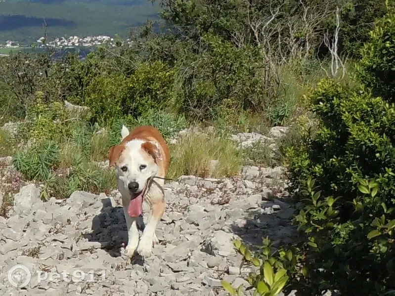 Chien perdu, Route de Pougnadoresse 38 - photo