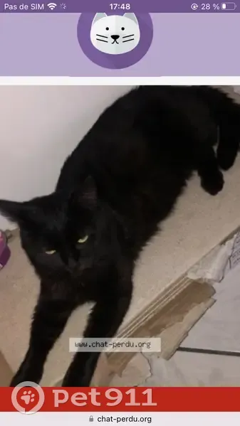 Chat sociable disparu à Amiens - photo