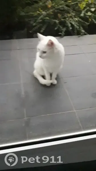 Chat trouvé Rue Virginie du Verger, Metz - photo