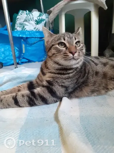 Chat tigré mâle trouvé à Clermont-Ferrand - photo