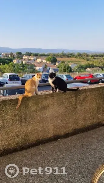 Chat perdu près de la tour St Jean - photo