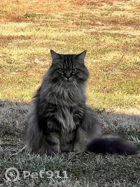 Chat norvégien mâle perdu à Excenevex - photo