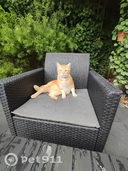 Chatte rousse perdue à Villabé - photo