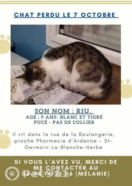 Chat Riu perdu : Aidez-nous à le retrouver ! - photo