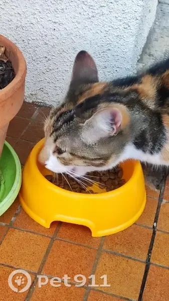 Chat tricolore trouvé, câlin et non pucé - photo
