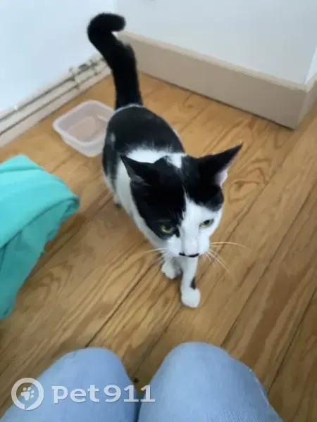 Chatte noire et blanche trouvée à Montauban - photo