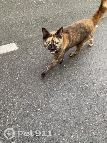 Chat affectueux trouvé à Bordeaux - photo