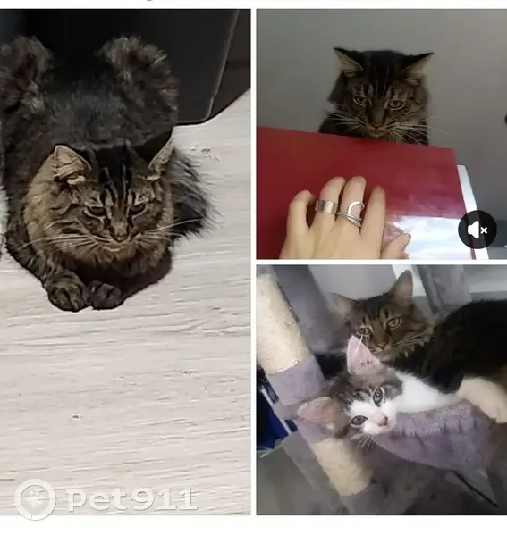 Chat mâle castré disparu à Douai - photo