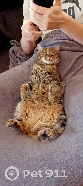 Chatte tigrée disparue à Vedène - photo