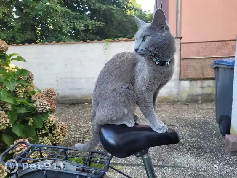 Chatte grise Youlie perdue à Strasbourg - photo