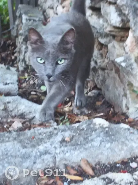 Chat trouvé à Bonifacio, Corse - photo