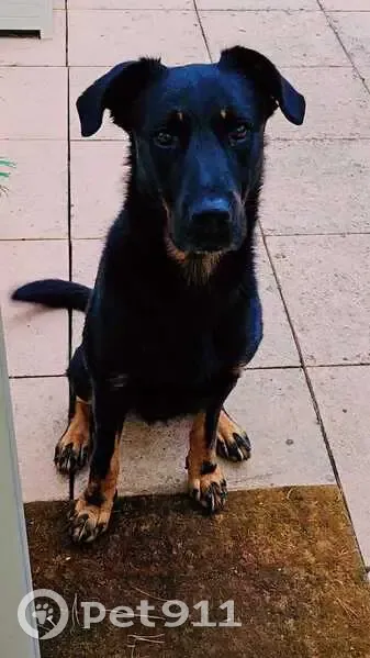 Beauceron noir trouvé à Jonquières-Saint-Vincent - photo
