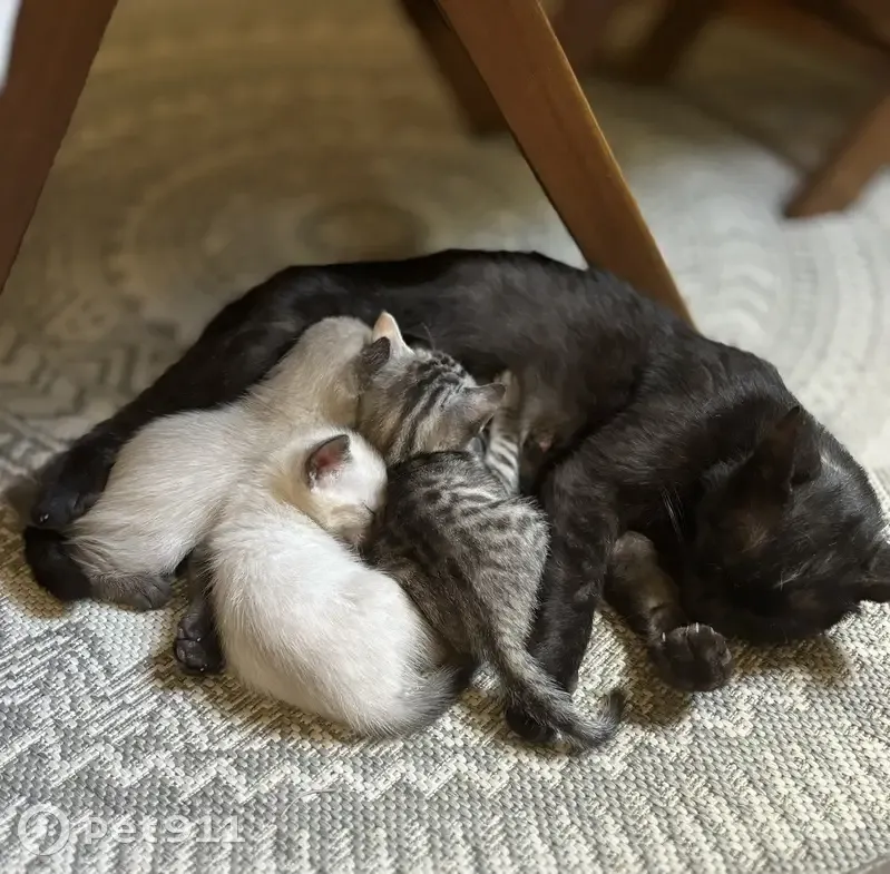 Chatte et ses 3 chatons cherchent foyer urgent - photo