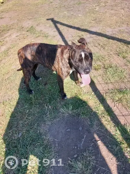 Staffie bringue trouvé à Cambuston - photo