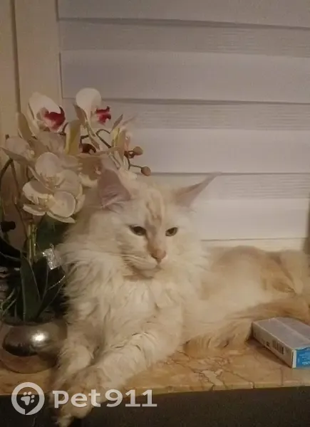 Maine coon crème beige perdu à Dannelbourg - photo