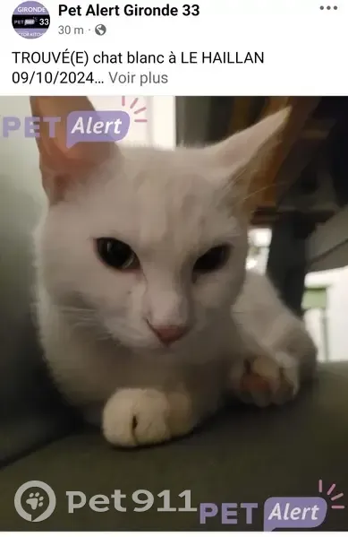 Chat blanc mâle trouvé, non pucé, sociable - photo