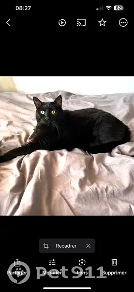 Chat perdu, gentil et tatoué à Suresnes - photo