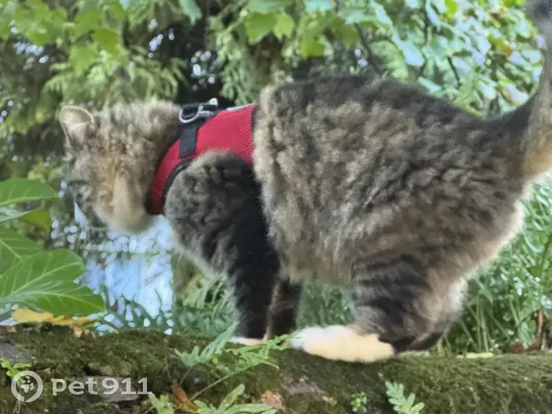 Chat trouvé Impasse Saulnier, Nantes - photo