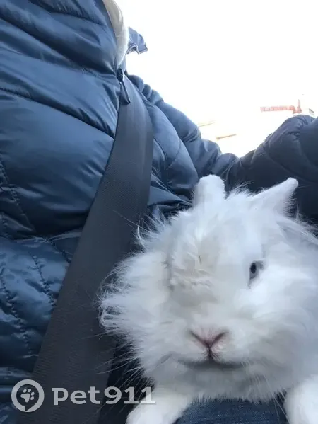 Lapin angora blanc trouvé à Rezé - photo
