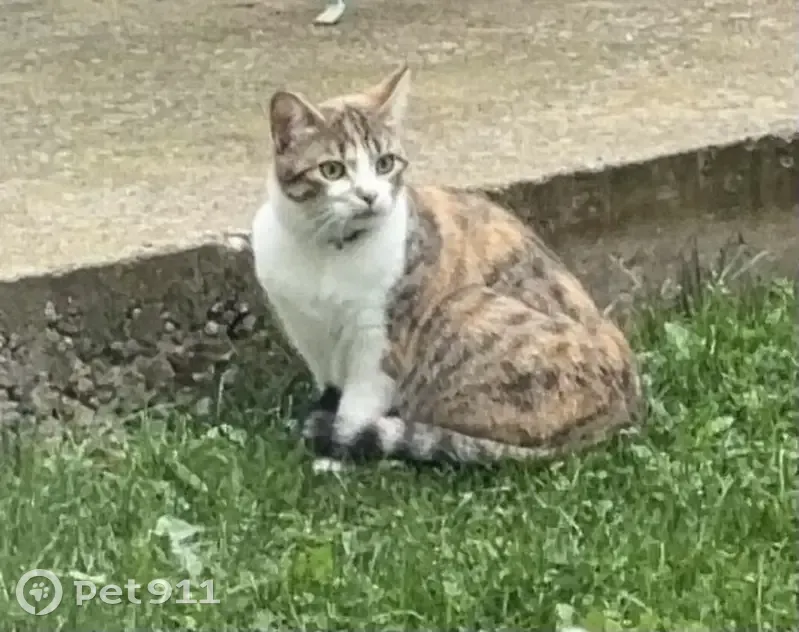 Chatte marron/blanc trouvée avec collier bleu - photo