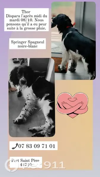 Chien Springer Spaniel perdu à Port-Saint-Père - photo
