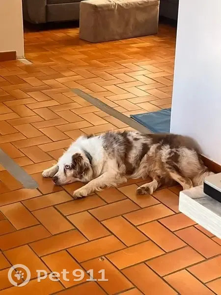 Chien Berger australien perdu à Sorède - photo